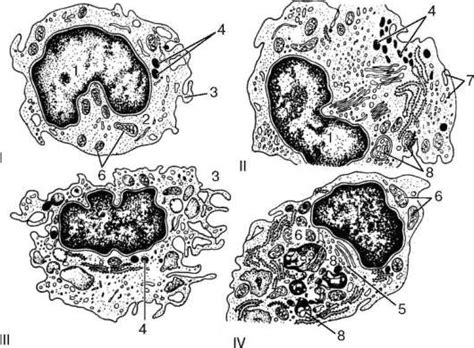 Моноциты ⋆ Педиатрия