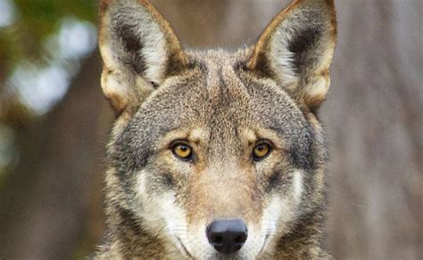 Wildlife Advocates Push To Reintroduce The Red Wolf To Virginia Other