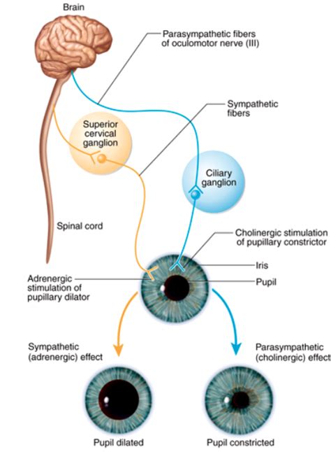 Dual Innervation (of the ANS) Diagram | Quizlet