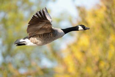 How to Tell Male From Female Canadian Geese | Cuteness
