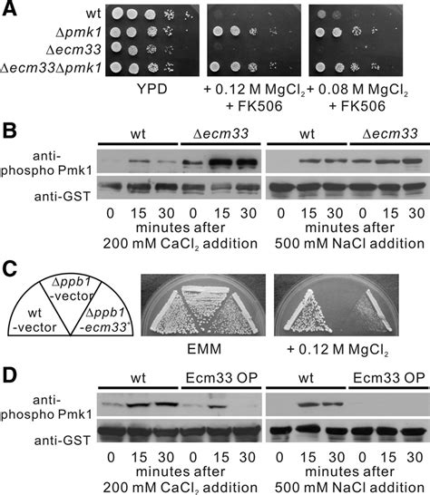 Ecm33 Is Involved In Pmk1 Mapk Mediated Cell Integrity Signaling A Download Scientific