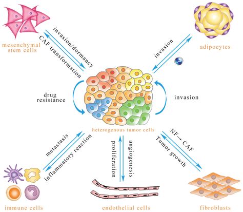 Exosomal Microrna Remodels The Tumor Microenvironment [peerj]