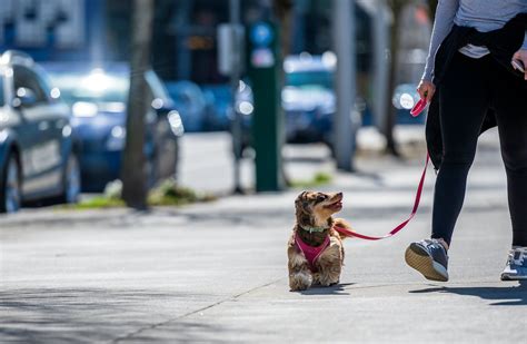 小型犬の散歩の頻度はどのくらい？必要な時間や距離、注意すべきポイントまで わんちゃんホンポ