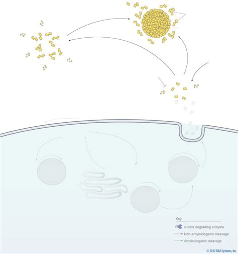 A Beta Plaque Formation And App Metabolism Pathway Randd Systems