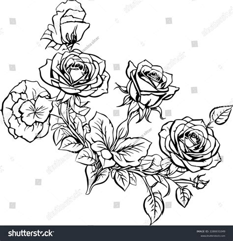 Rose Flower Vector Outline