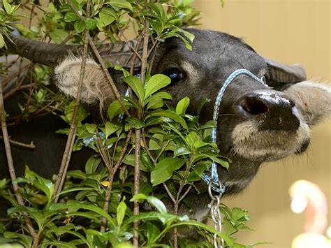 Escaped Buffalo Run Rampant In Sydney After Escaping From Film Set