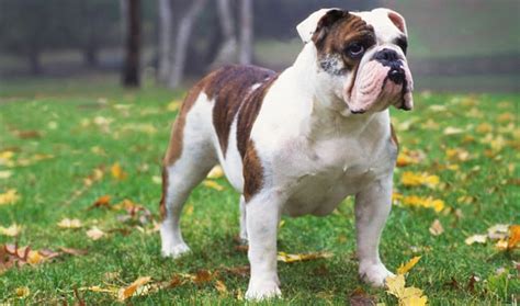 Bulldog Temperament - Inside Dogs World