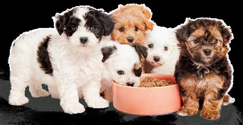 Lykas No Nonsense Guide To Dog Vomit With Colour Charts Lyka Blog