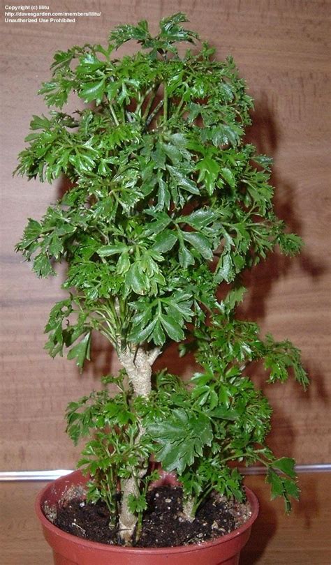 PlantFiles Pictures: Ming Aralia (Polyscias fruticosa) by lilitu