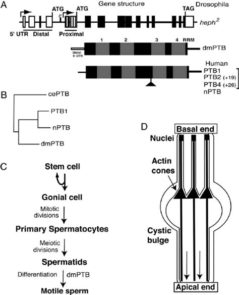 Schematic Representations Of The Dmptb Gene Ptb Protein Structures