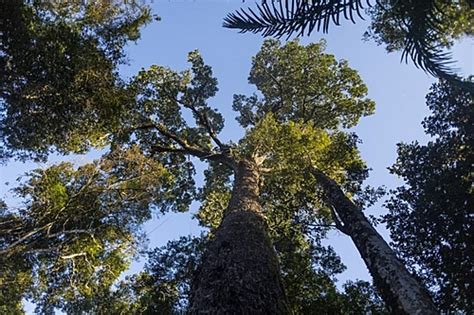 Coluna Privatização Das Brasil De Fato Rio Grande Do Sul