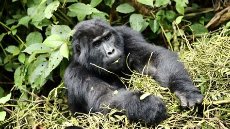 Gorilla Habituation Safaris From Masaka Town Trek Africa Expeditions