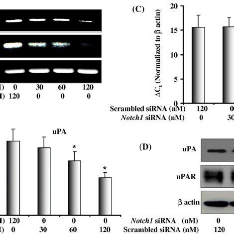 Effect Of Notch Knockdown On Mrna And Protein Expressions Of Upa And