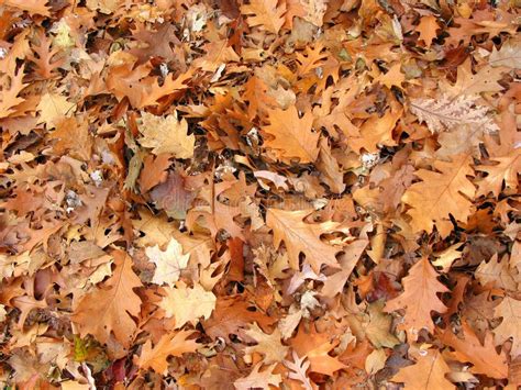 Fall oak leaves background stock photo. Image of nature - 343064