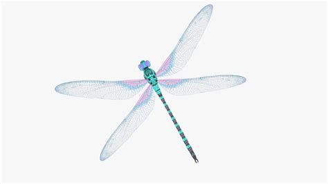 3D Model Dragonfly - TurboSquid 2253592