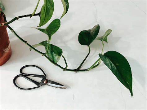 How To Propagate Pothos Learn How To Grow Things Indoor Plants