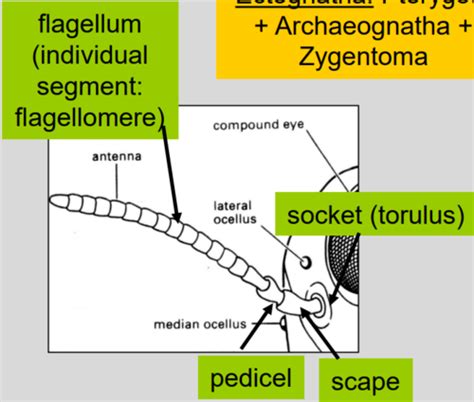 Quiz 1 Entomology External Anatomy Flashcards Quizlet