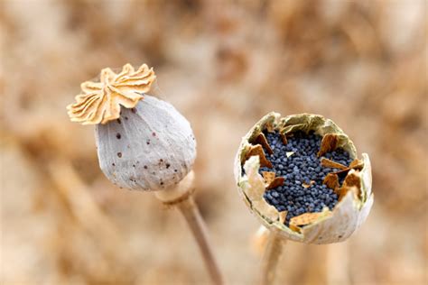 Slovakia Swans Are Addicted To Poppy Seeds