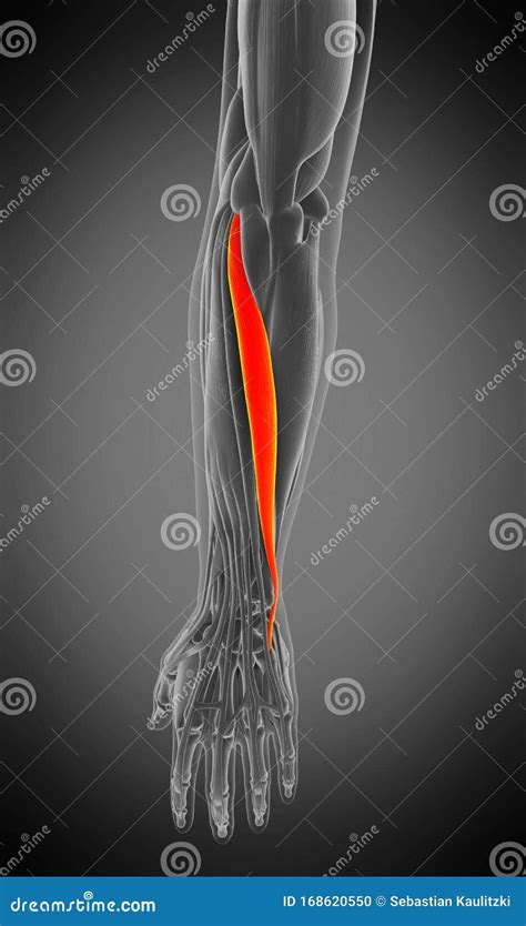 Extensor Carpi Ulnaris Stock Illustration Illustration Of Medically