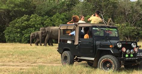 Minneriya Nationalpark Halbtägige Jeep Safari Mit Wild Tours