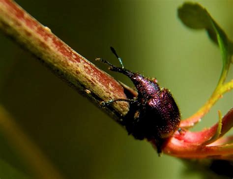 Premium Photo | Purple weevil beetle macro