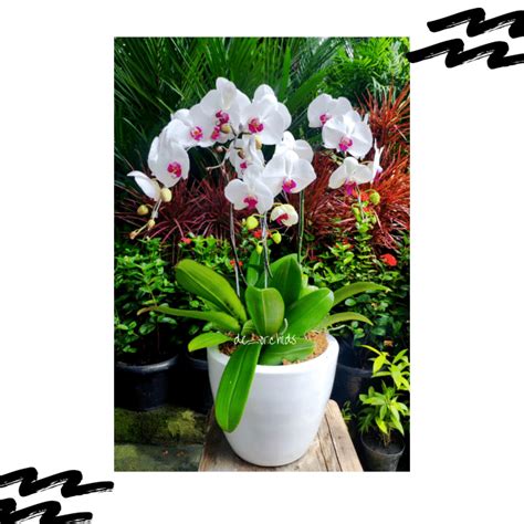 Anggrek bulan Dewasa isi 4 pohon warna Putih Lidah Merah - De Orchids