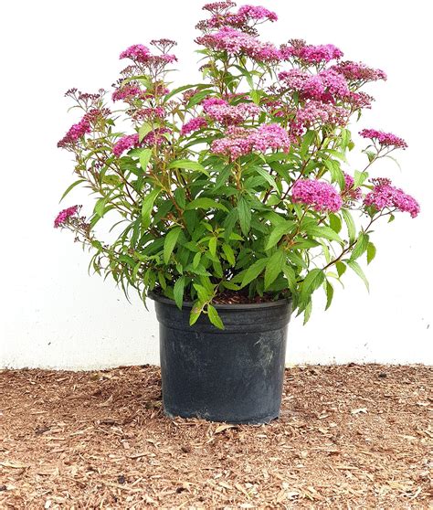 Rote Sommerspiere Spiraea Japonica Anthony Waterer Im Topf Gewachsen