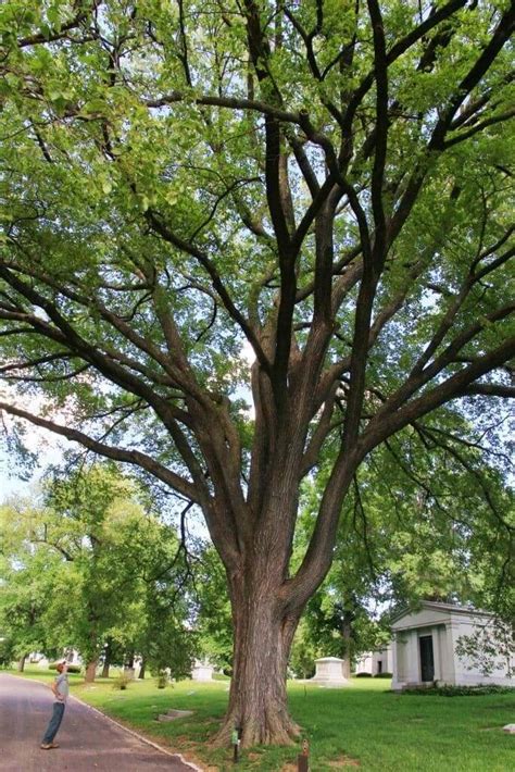 Types Of Elm Trees Uk Marvel Schulte