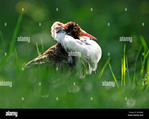 Ruff Philomachus Pugnax Male In Breeding Plumage Stock Photo Alamy