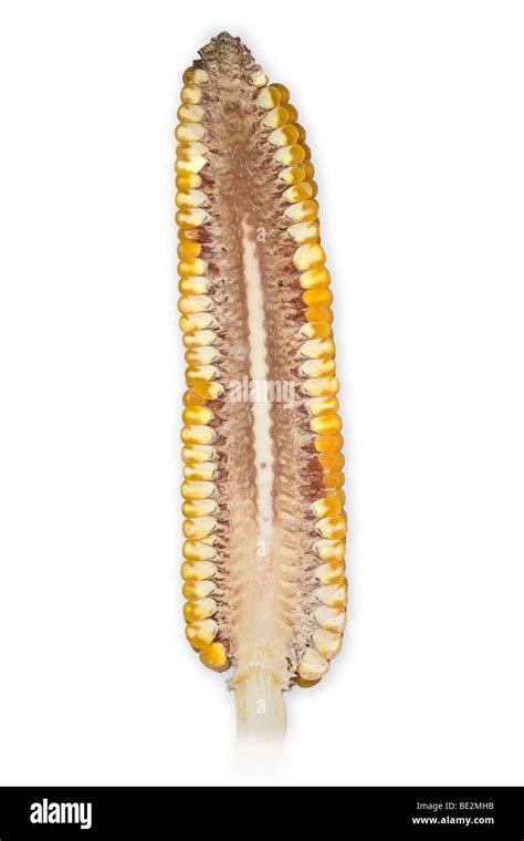 Longitudinal Section Of A Corn Seed Hi Res Stock Photography And Images