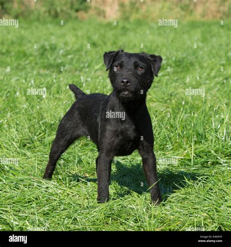 Patterdale Terrier Stock Photos And Patterdale Terrier Stock Images Alamy