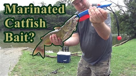 Marinated Cut Bait For Catfish YouTube