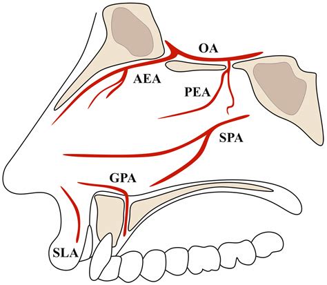 Jcm Free Full Text The Complete Anatomy Of The Anterior Ethmoidal Artery A Meta Analysis