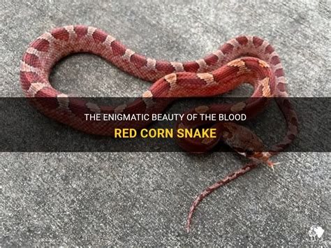 The Enigmatic Beauty Of The Blood Red Corn Snake Petshun
