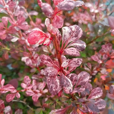 Berberys Thunberga Atropurpurea Nana W Doniczce Cena Opinie Drzewa