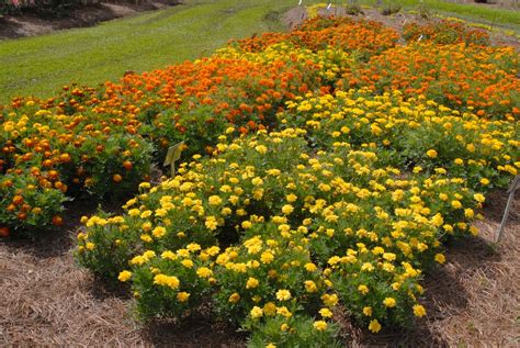 Tagetes Marigold North Carolina Extension Gardener Plant Toolbox