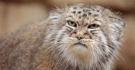 Étrangeté du vivant le chat rubigineux le plus petit des matous sauvages