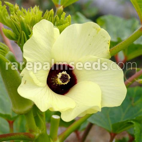 Abelmoschus esculentus – Okra – Buy seeds at rarepalmseeds.com