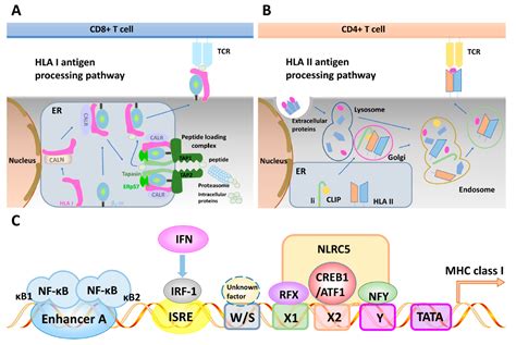 IJMS Free Full Text Interferons And Resistance Mechanisms In Tumors