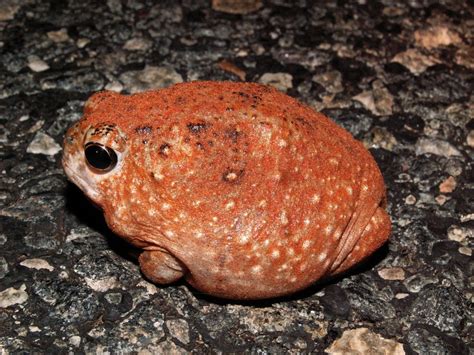 Desert Spadefoot Toad Notaden Nichollsi