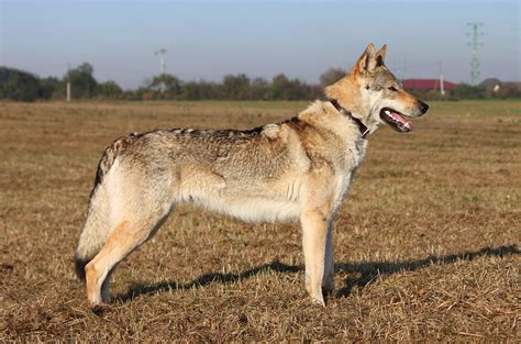 Czechoslovakian Wolfdog Raksha By Czertice On Deviantart