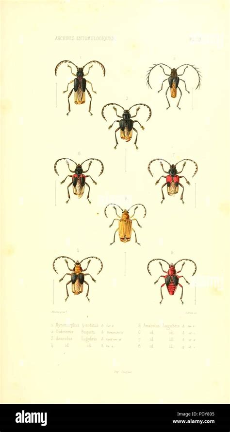 Archives Entomologiques Ou Recueil Contenant Des Illustrations D