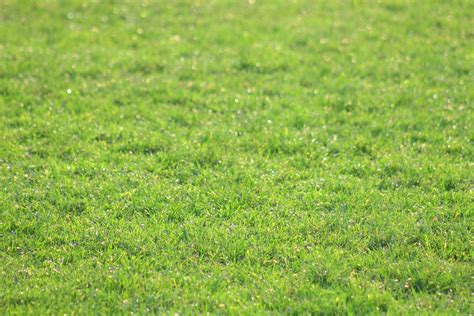 Grasssss Free Photo Download | FreeImages