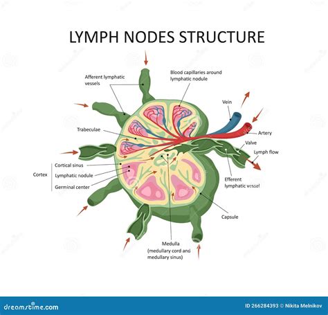 Estructura De Nódulos Linfáticos Ciencia Educativa Ilustración