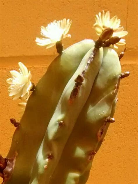 Mammillaria Heyderi Ssp Hemisphaerica