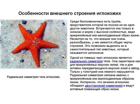 Иглокожие - презентация онлайн