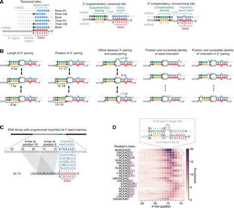 Figures And Data In MicroRNA 3 Compensatory Pairing Occurs Through Two