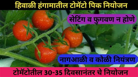 हिवाळ्यात टोमॅटो पिकातील नियोजन Tomato Crop Management टोमॅटो पिक नियोजन Youtube