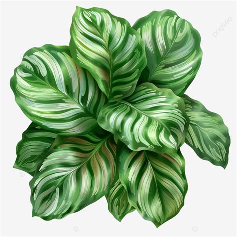 Calathea Orbifolia Green Plant Image Without Background Calathea