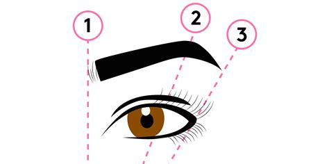 Eyebrow Mapping Is The Secret To Perfectly Shaped Brows Eyebrows